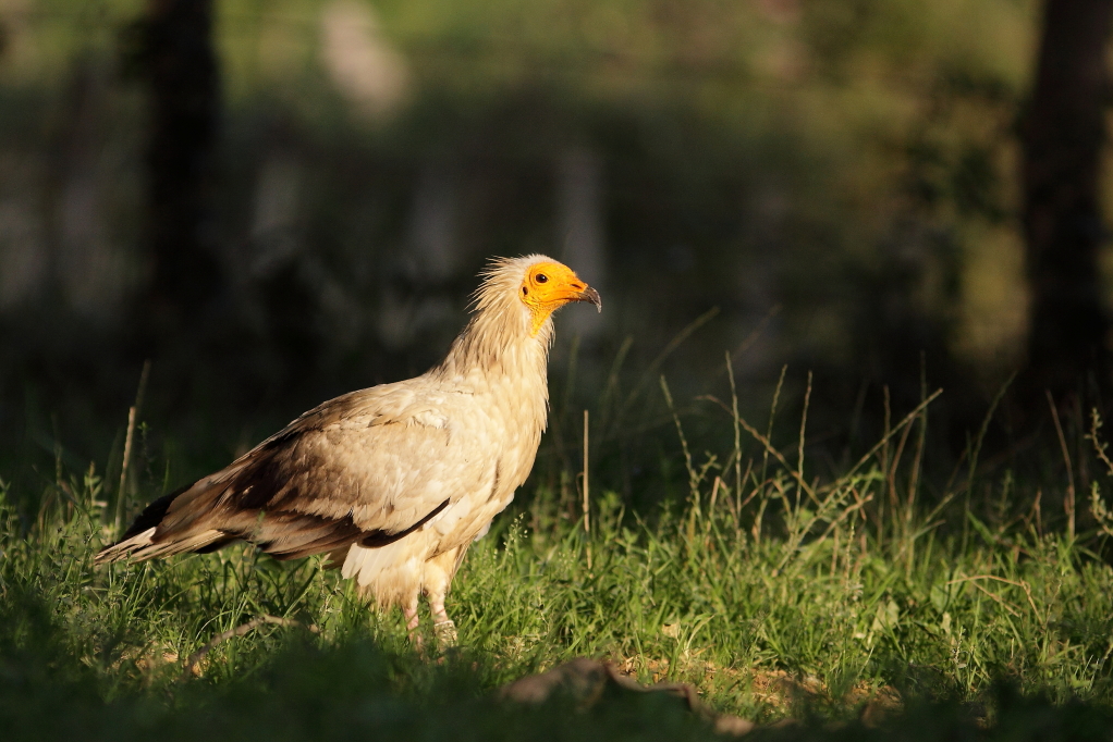 VAUTOUR PERCNOPTERE (Neophron percnopterus) © JlS