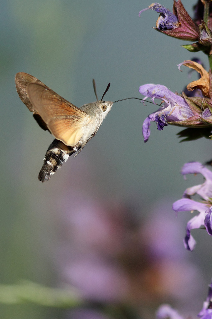 Moro Sphinx (Macroglossum stellatarum)