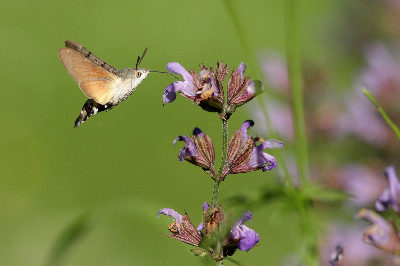 Moro Sphinx (Macroglossum stellatarum)