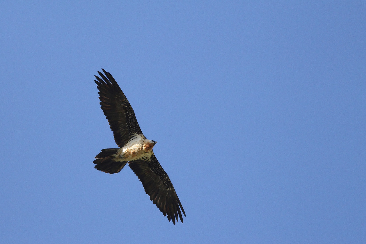 Gypaète barbu (Gypaeta barbatus)