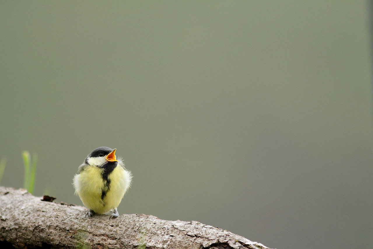 Mésange charbonnière juvénile (Parus major)