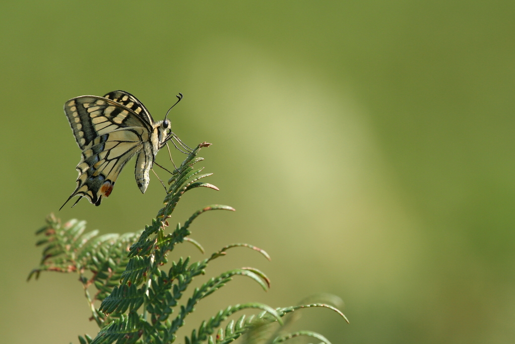 MACHAON (Papilio machaon) © JlS