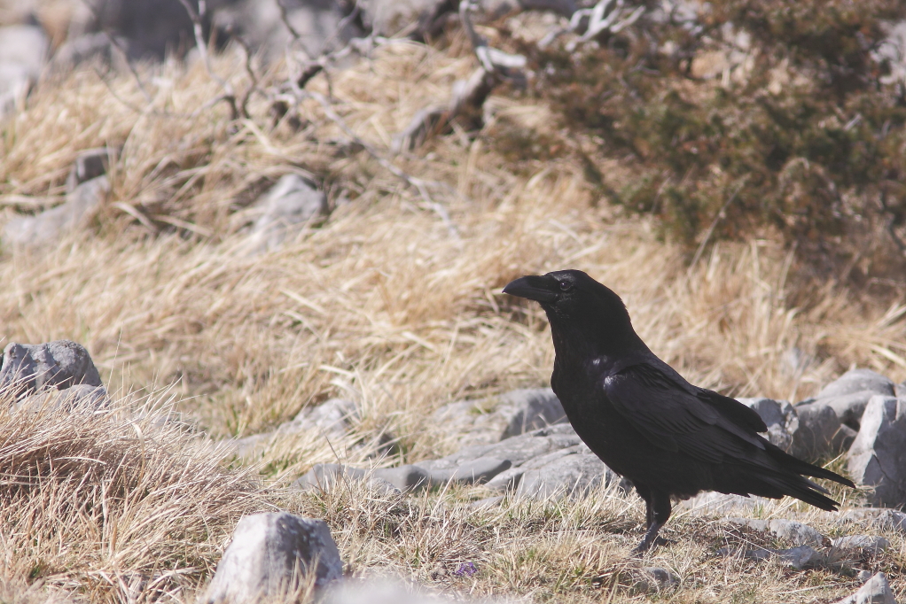 GRAND CORBEAU (Corvus corax) © JlS