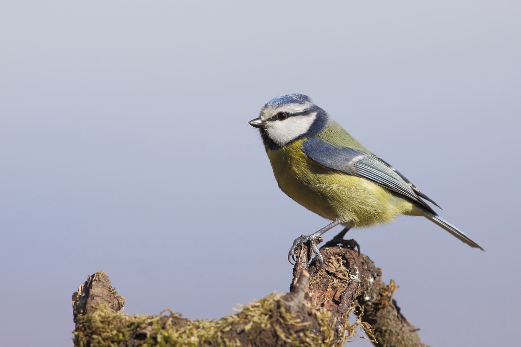 MESANGE BLEUE (Cyanistes caeruleus) © JlS