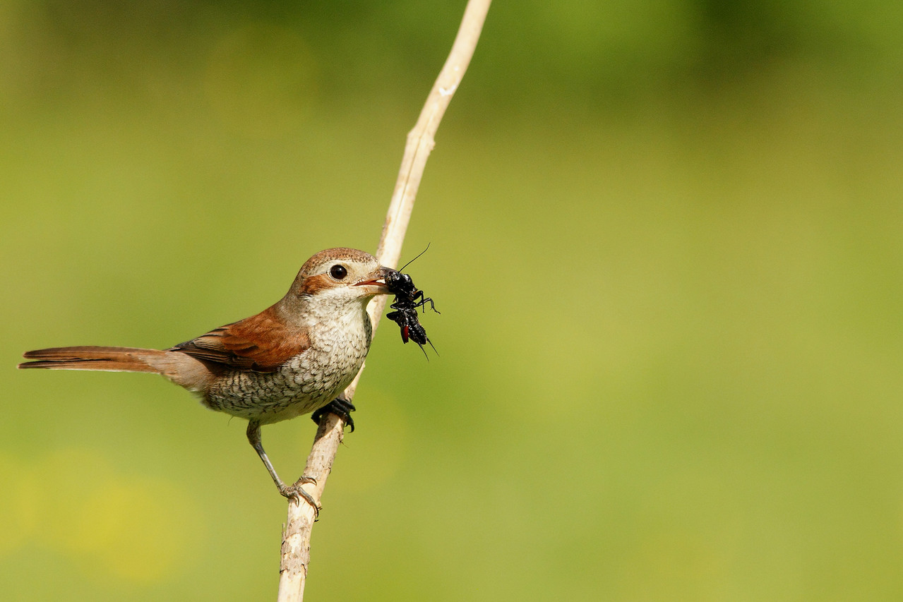 Pie grièche écorcheur femelle (Lanius collurio)