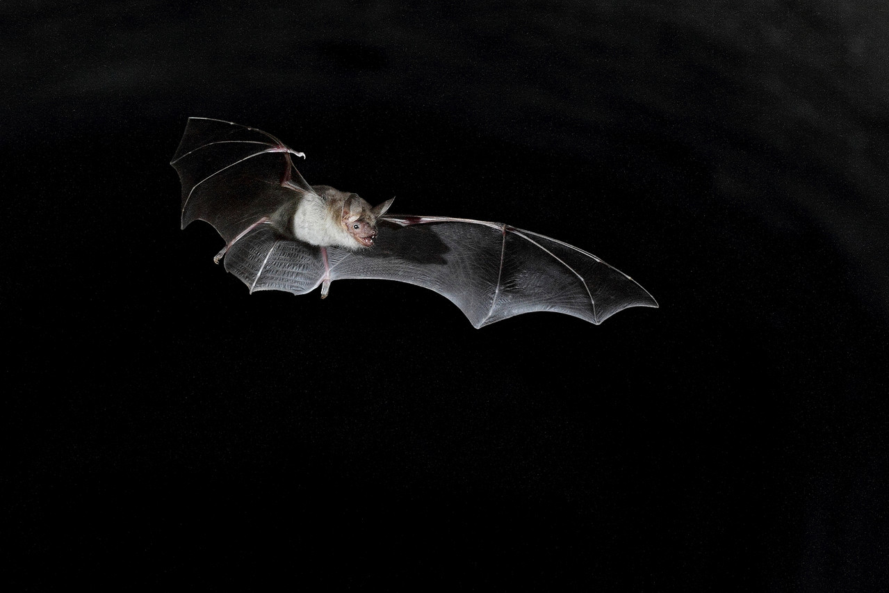 Grand Murin (Myotis myotis)