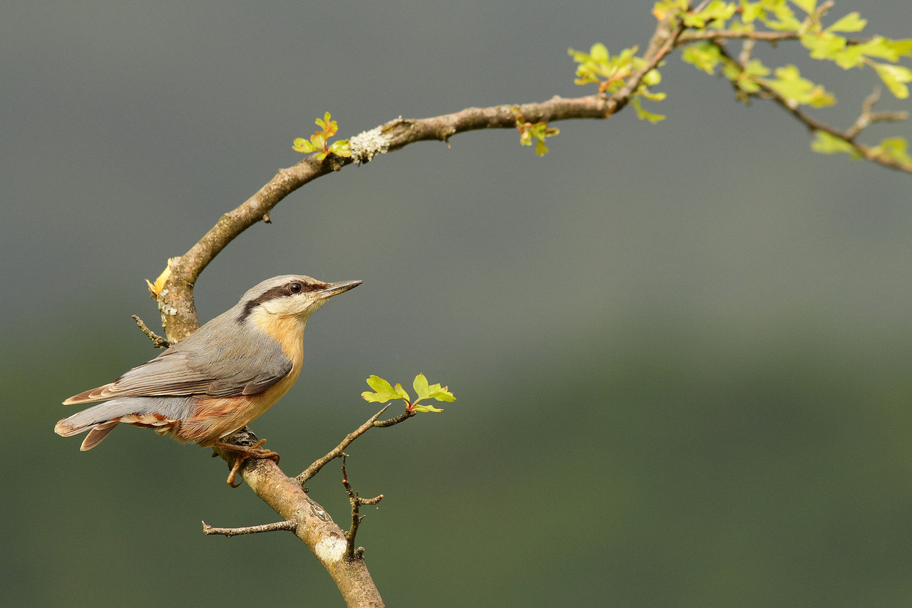 Sittelle torchepot (Sitta europea=