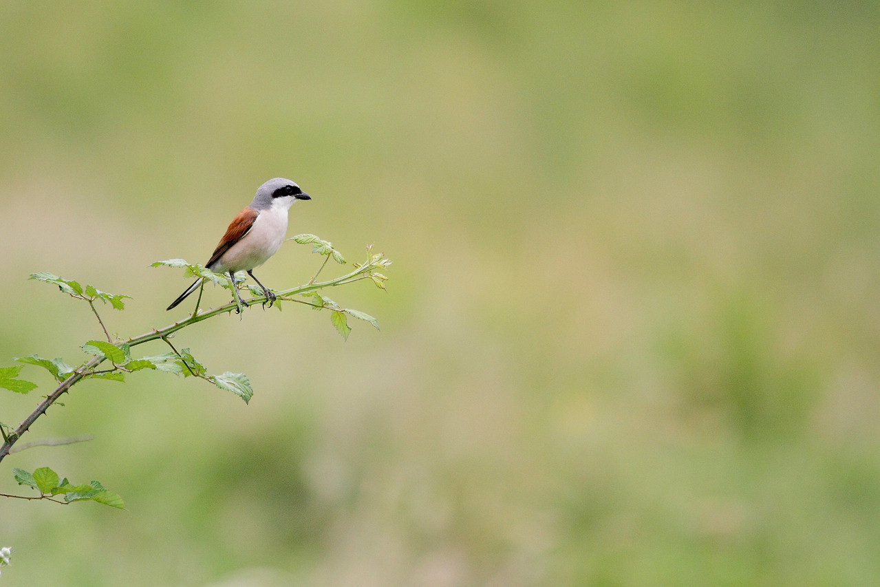 Pie grièche écorcheur  mâle (Lanius collurio)