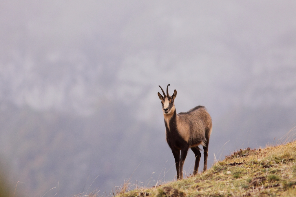 ISARD (Rupicapra pyrenaica) © JlS