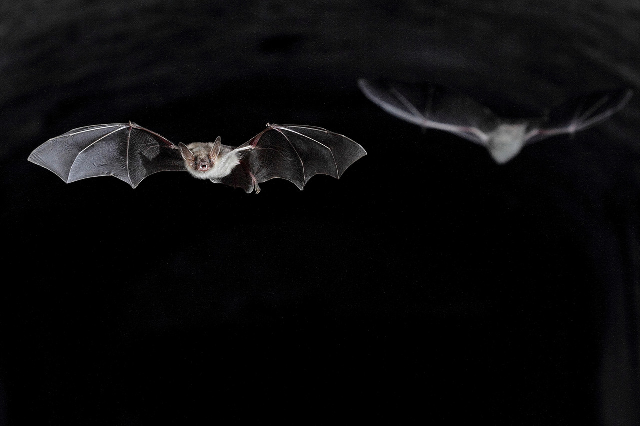 Grand Murin (Myotis myotis)