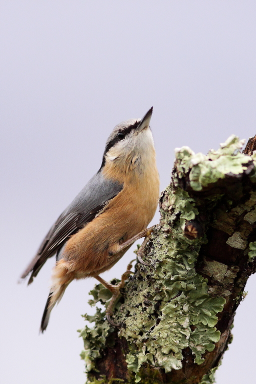 SITTELLE TORCHEPOT (Sitta europaea) © JlS