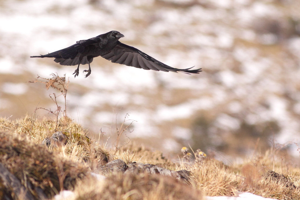 CORNEILLE NOIRE (Corvus corone) © JlS