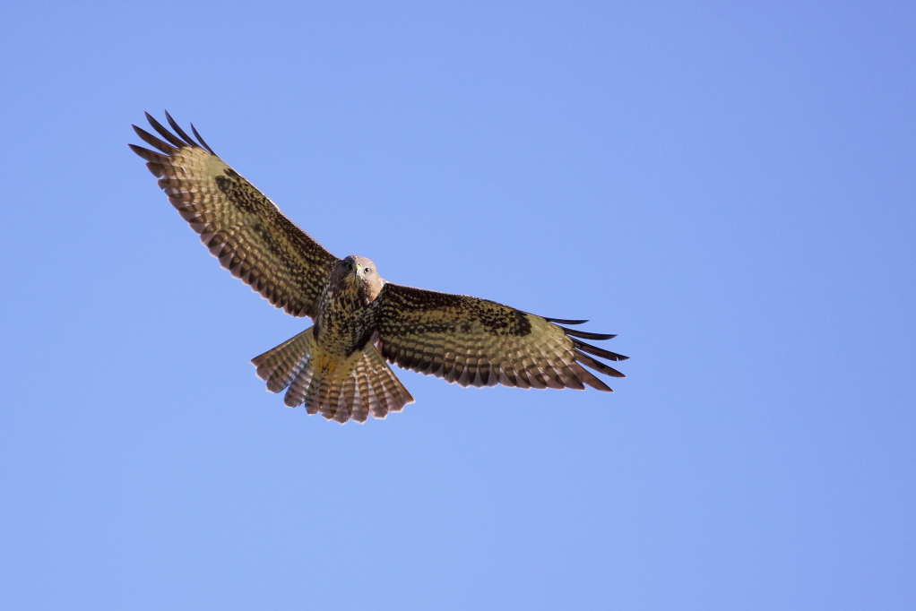 BUSE VARIABLE (Buteo buteo) © JlS