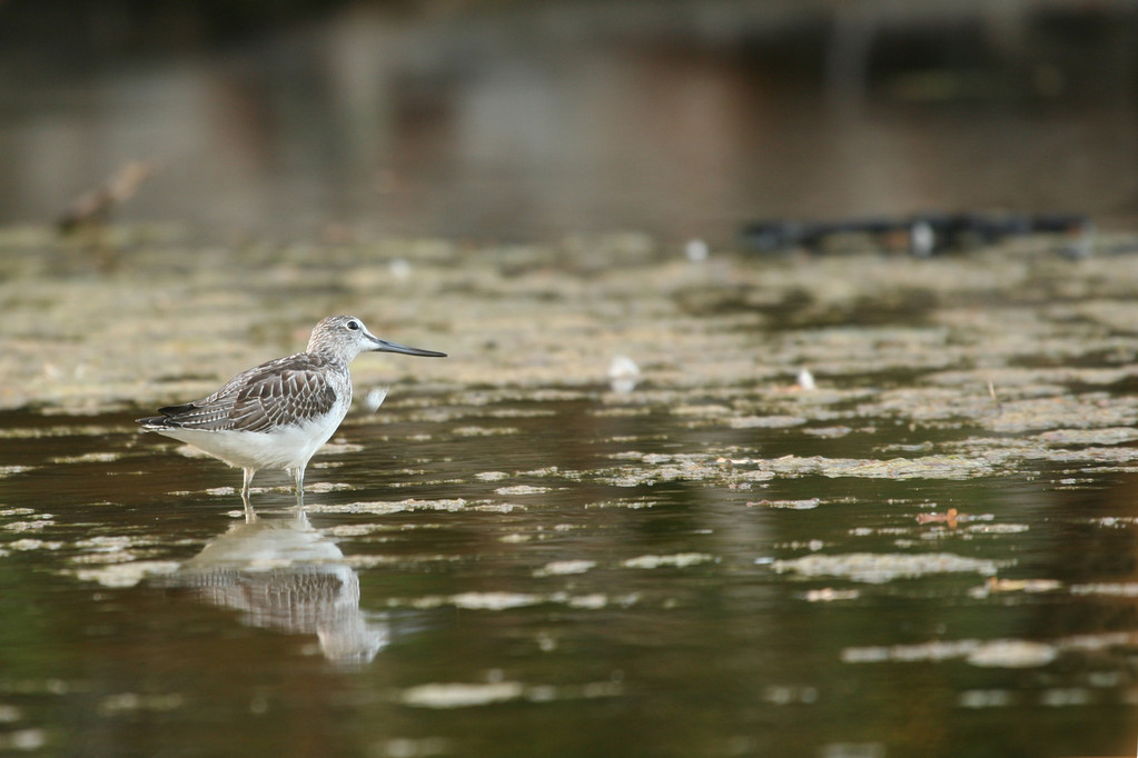 CHEVALIER ABOYEUR (Tringa nebularia) © JlS