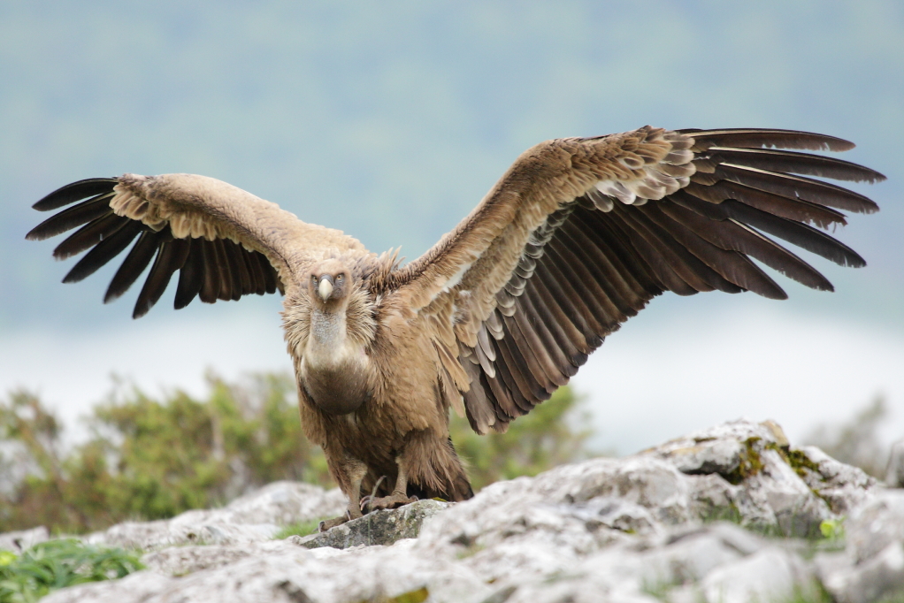 VAUTOUR FAUVE (Gyps fulvus) © JlS