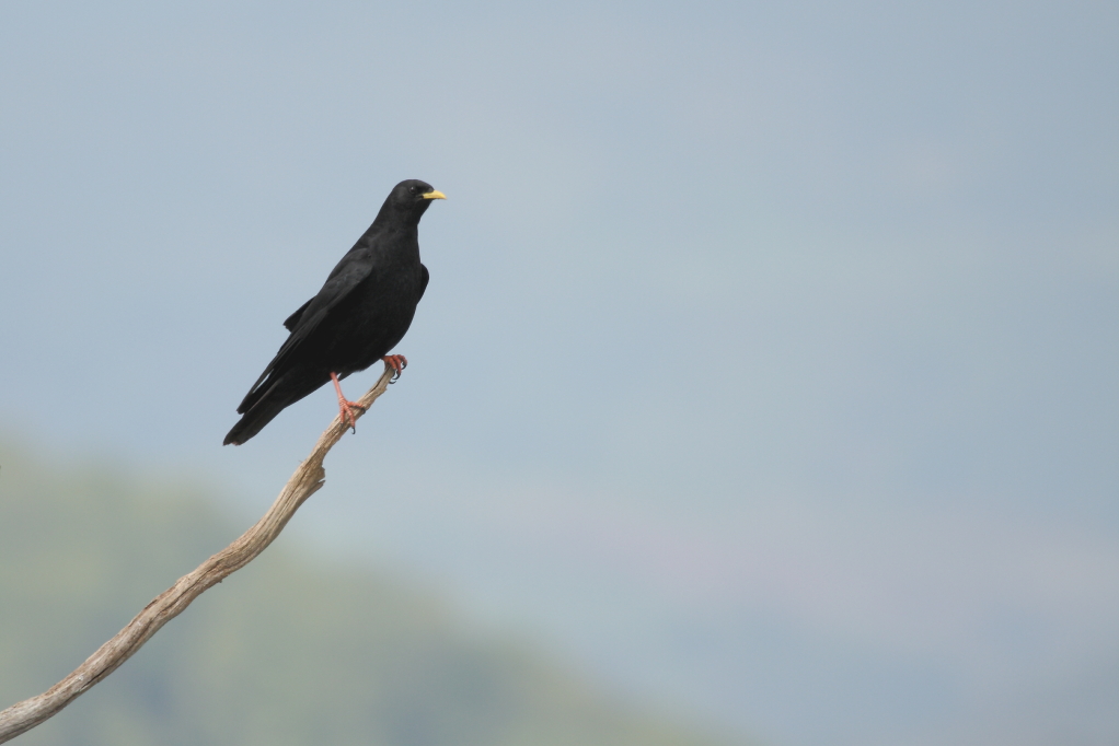 CHOCARD A BEC JAUNE (Pyrrhocorax graculus) © JlS