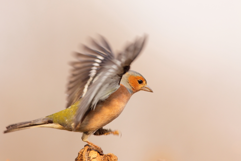 PINSON DES ARBRES (Fringilla coelebs) © JlS