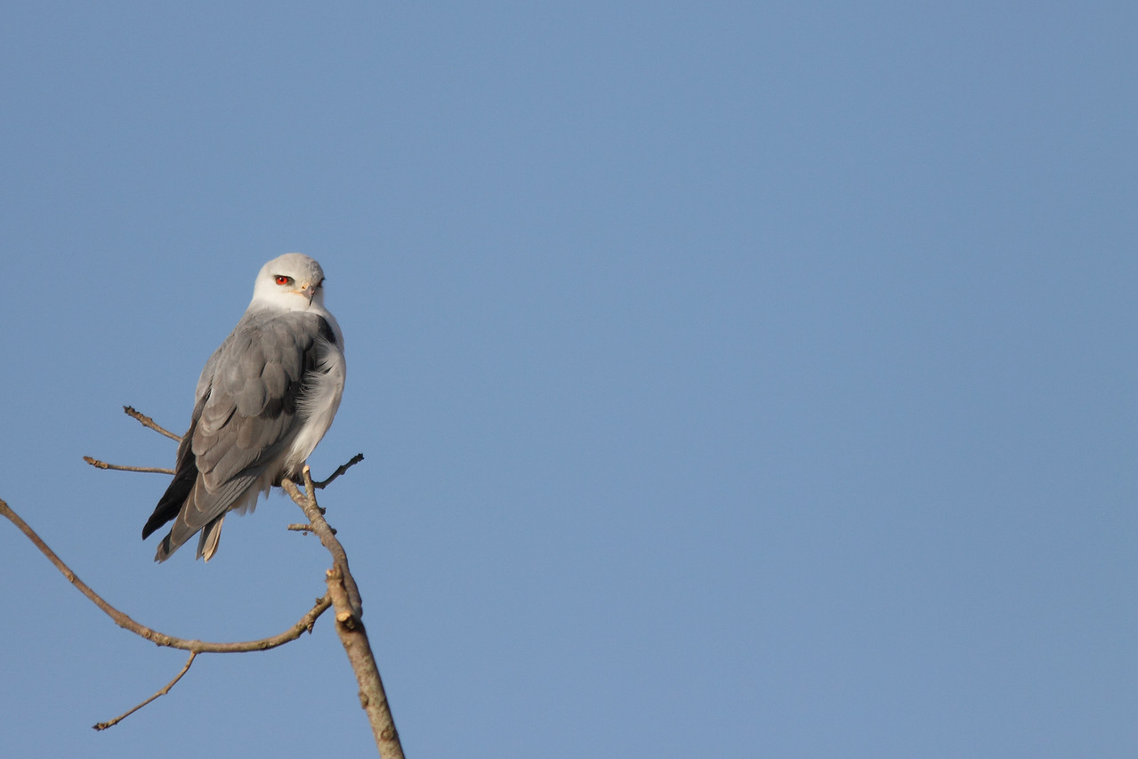 Elanion blanc (Elanus caerulus)