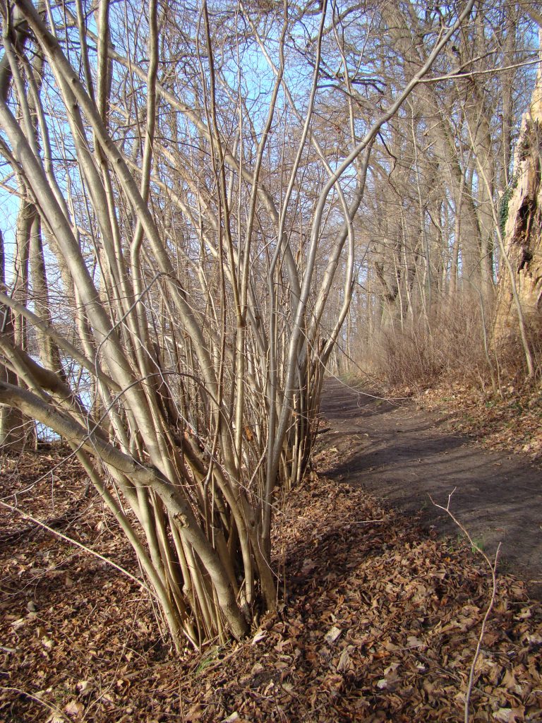 Haselgebüschsaum am Uferweg