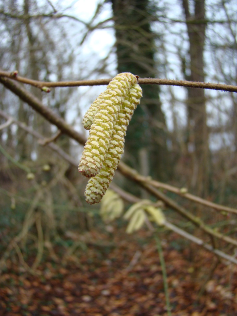 Haselblüten am 28. Januar 2018