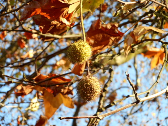 L'Automne est là !