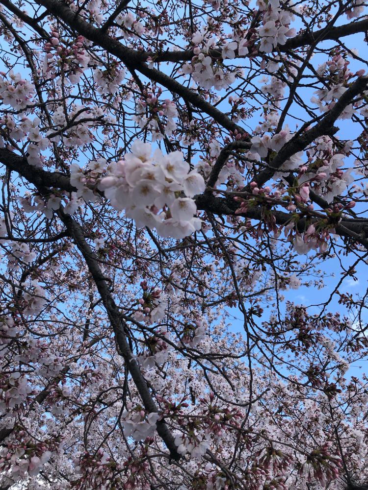 熊本花見 福岡花見 ダイエット