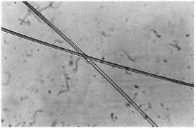 Fibre de viscose au microscope