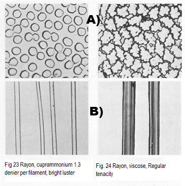 Fig23: Rayonne (cuprammonium) / Fig24: Rayonne (viscose) / A)Coupe transervsale et B)Allure longitudinale