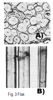 Figure 3: Fibre de Lin_ A)Coupe transversale et B)Allure longitudinale
