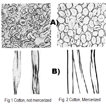 Figure 1: Coton naturel  et  Figure 2: Coton mercerisé.  A) Coupe transversale et B) Allure longitudinale