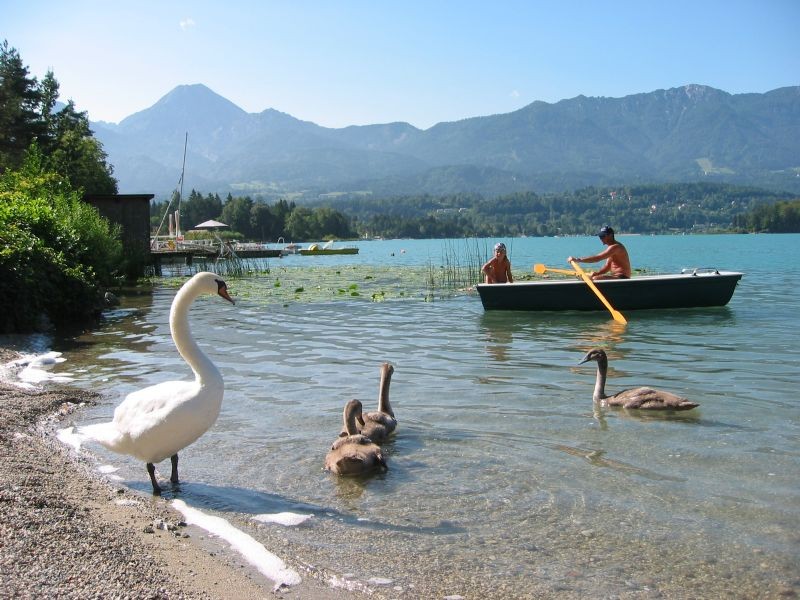 Schwanenfamilie direkt am Strand des Faaker See´s
