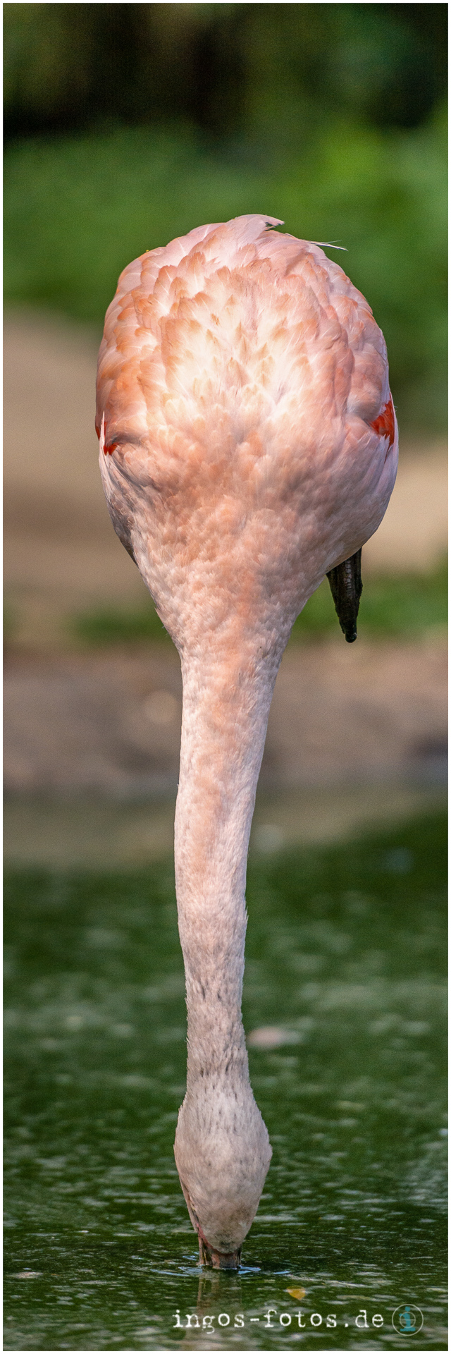 Balanceakt - Flamingo, Zoo Frankfurt