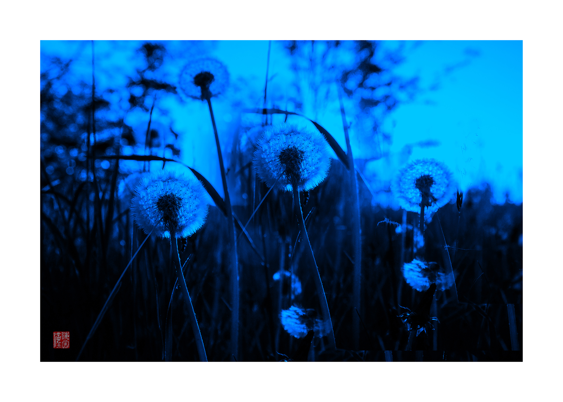 #moonlight _ Wishes of Dandelions | 2023.