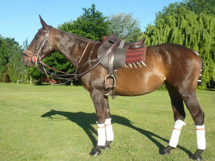 Polo Horses for sale Polo In Pilar