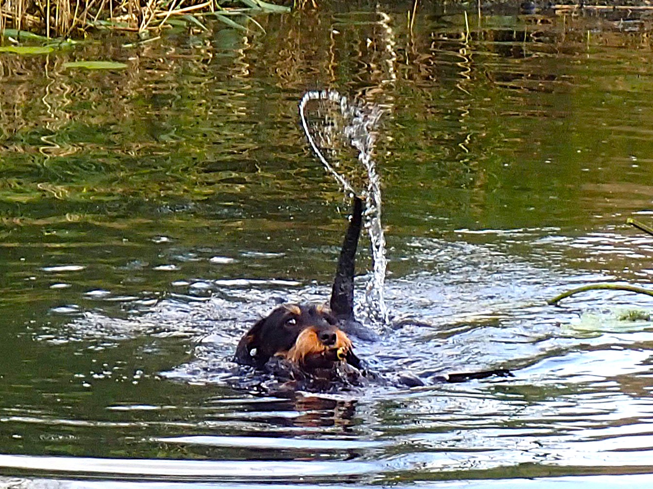 Mit der Rute macht sie Wasserspiele.
