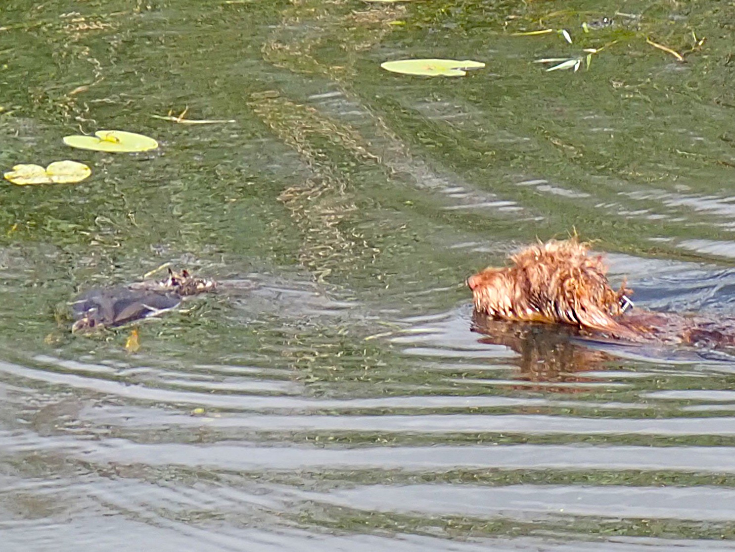 Die Ente hat jetzt Futter am Flügel.