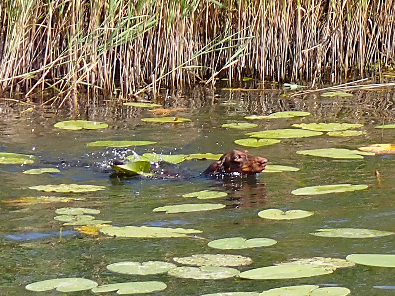 Der Hund sucht die Ente.