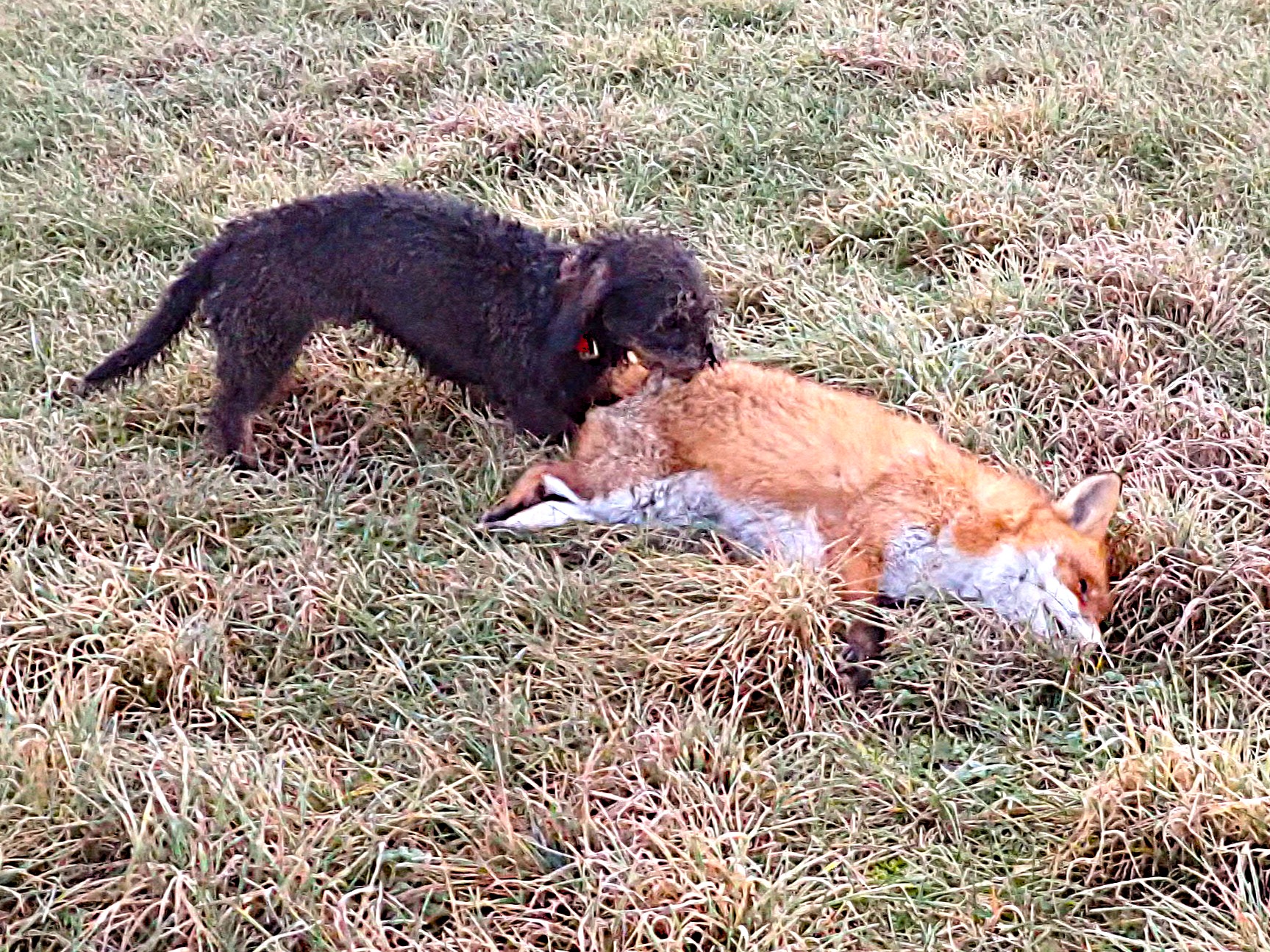 Sie sprengte den Fuchs ohne dass wir graben mussten.