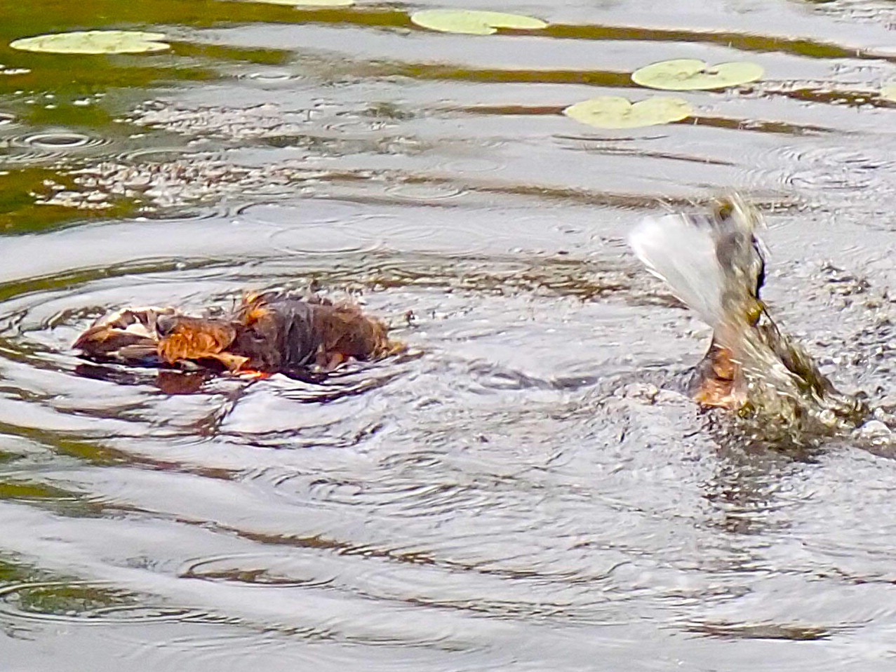 Auch Birke macht Wasserspiele.
