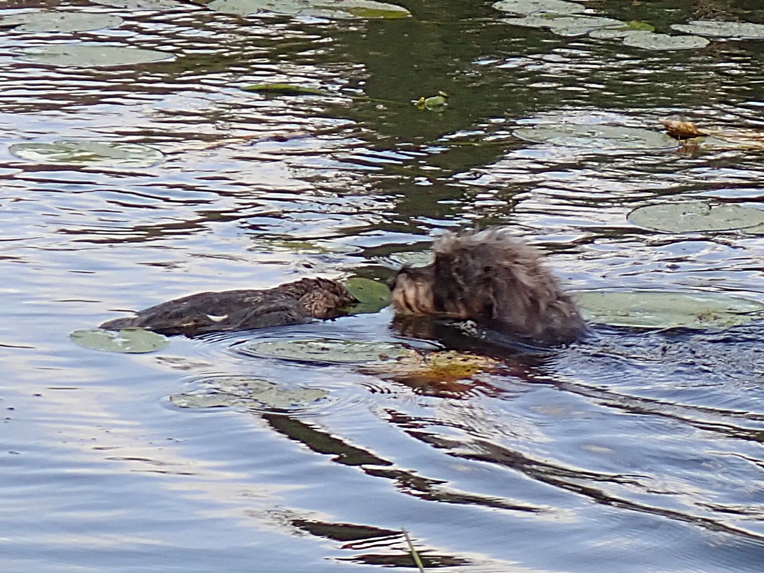Aber sie findet die Ente.