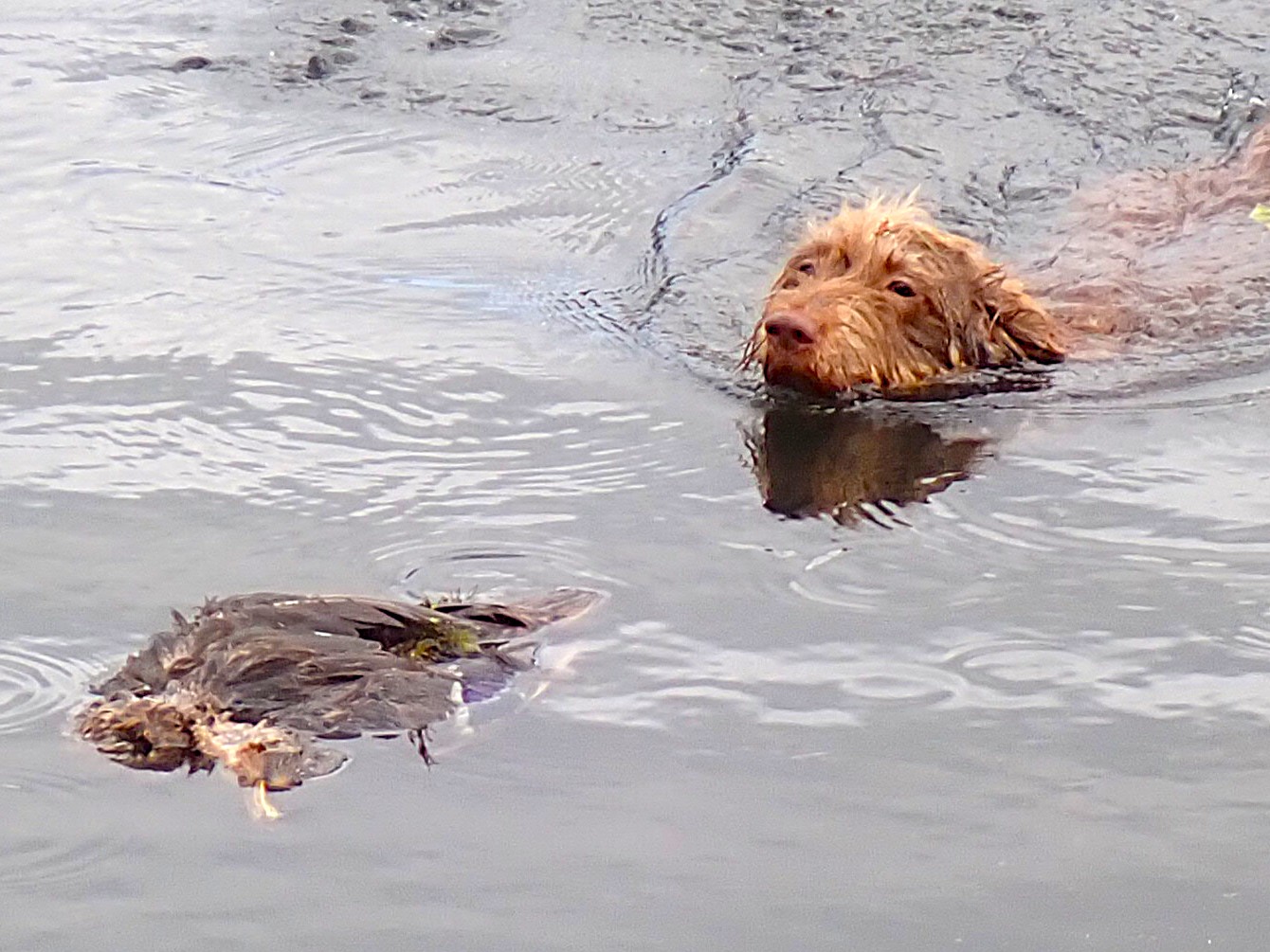 Zornröschen schwimmt gern zur Ente.