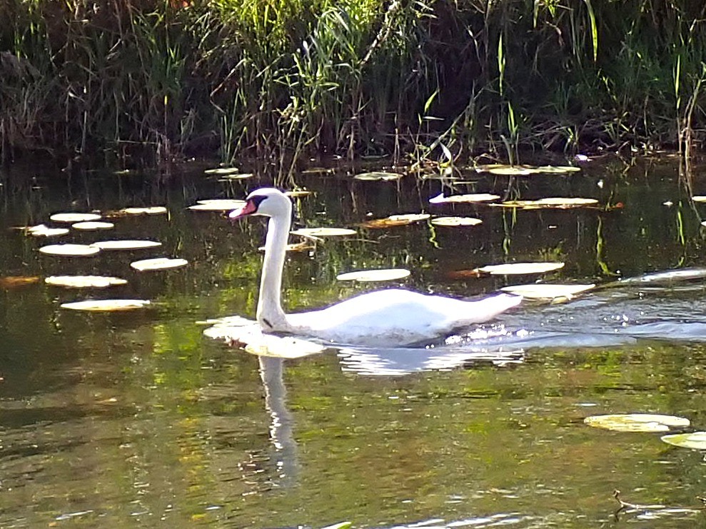 Eine große Ente kommt vorbei.