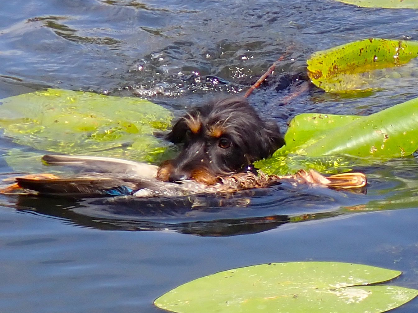 Daika packt die Ente.