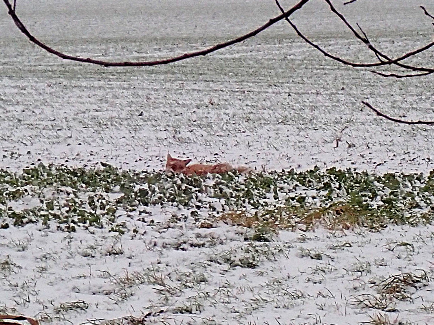 Der Fuchs kam zur Strecke
