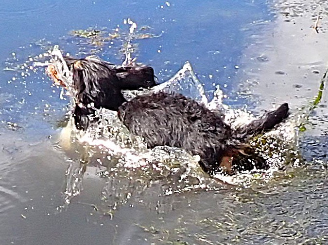 Platsch, ist Daika im Wasser.