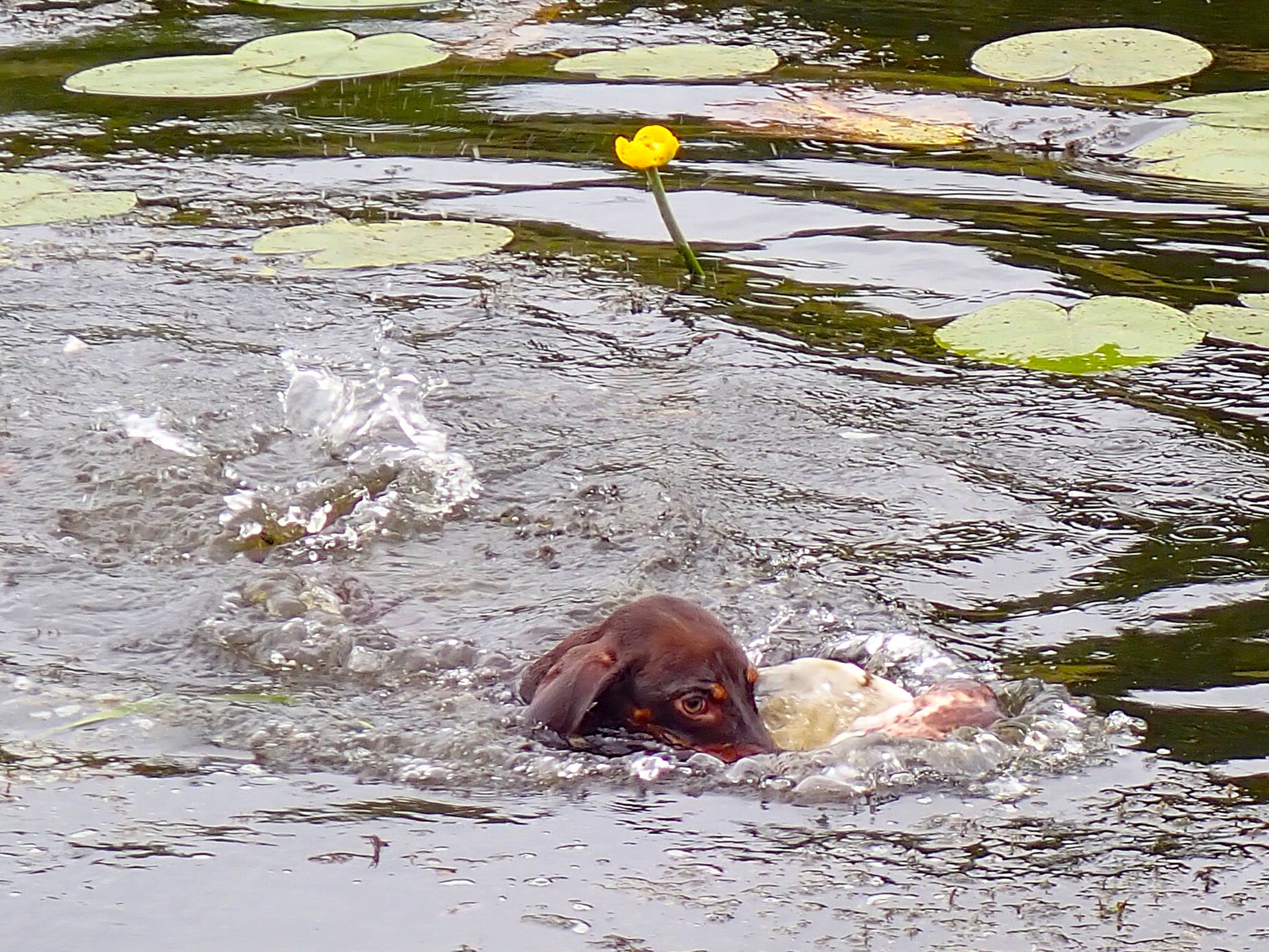 Schwimmen mit Ente ist am Anfang gar nicht so leicht.