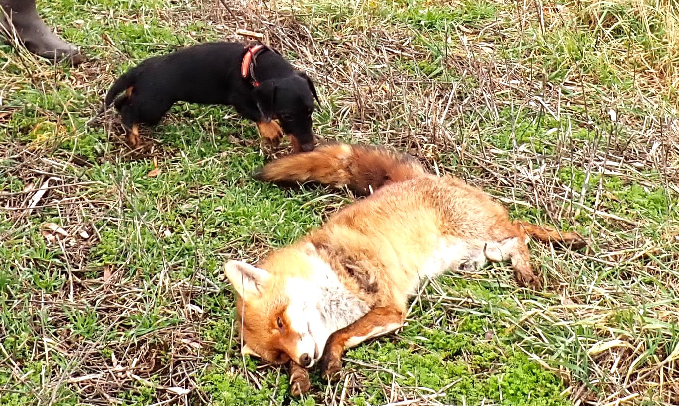 Der kleinste Hund hat den stärksten Fuchs gesprengt. 