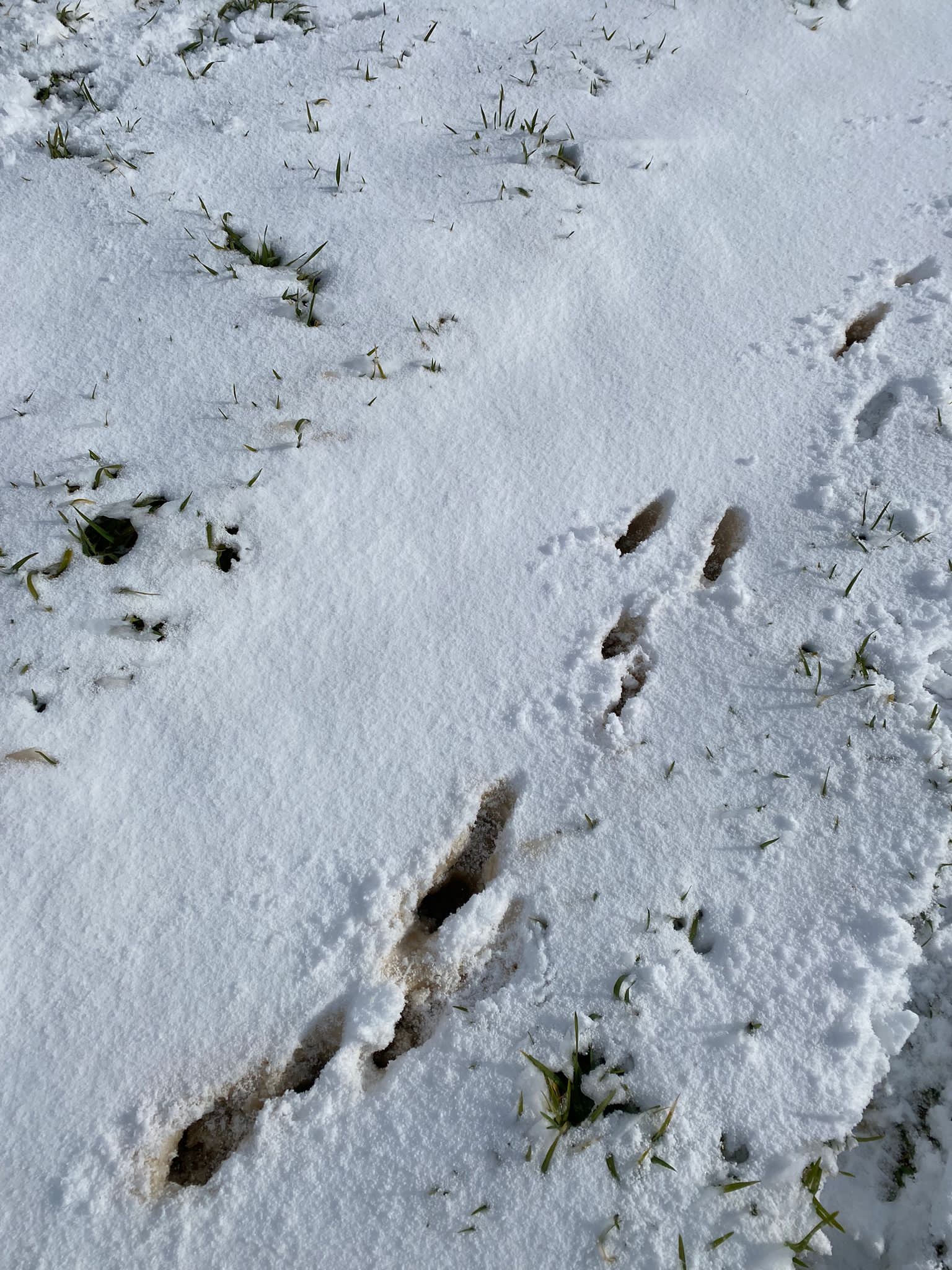 Im Schnee kann man die Hasenspur gut erkennen. 