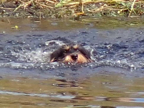 Zielstrebig schwimmt Daika der Ente entgegen.