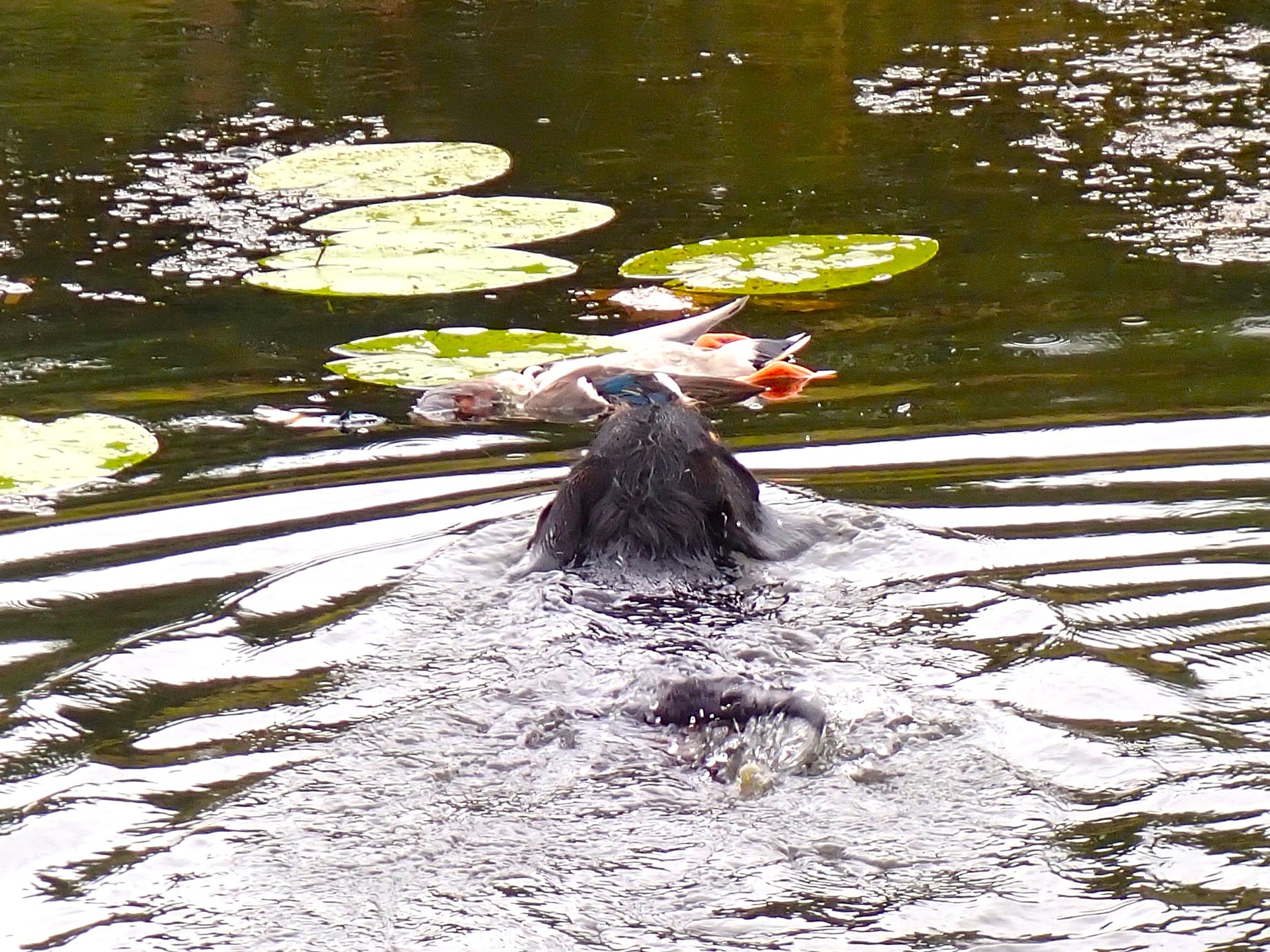Sie findet die Ente sicher.